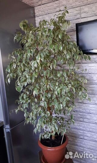 Крупномеры: Кротон, Фикусы