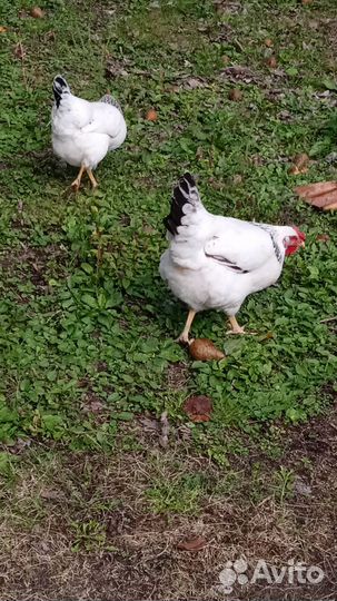 Куры молодки