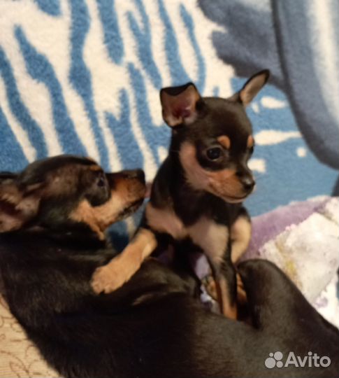 Щенки тойтерьера