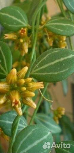 Дисхидия овата