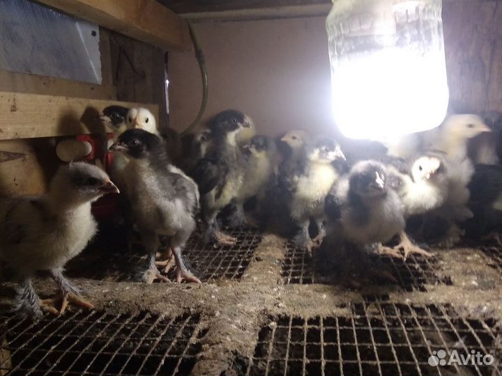 Цыплята Кохинхины