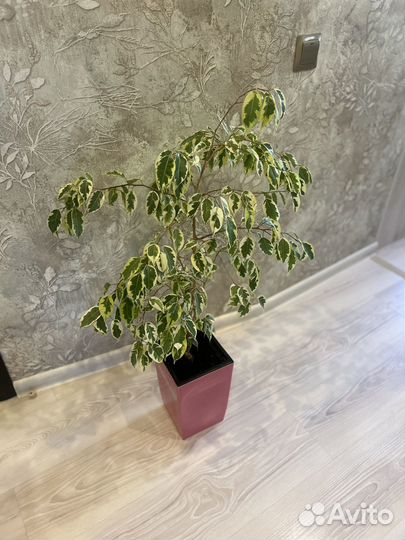 Фикус бенджамина пестролистный