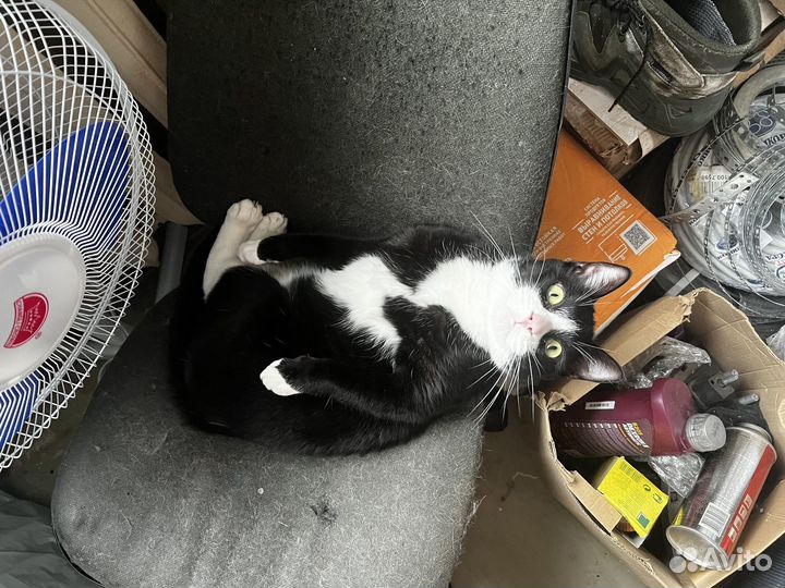 Отдам кота в добрые руки