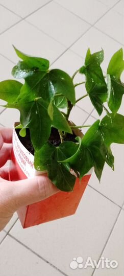 Фатсхедера