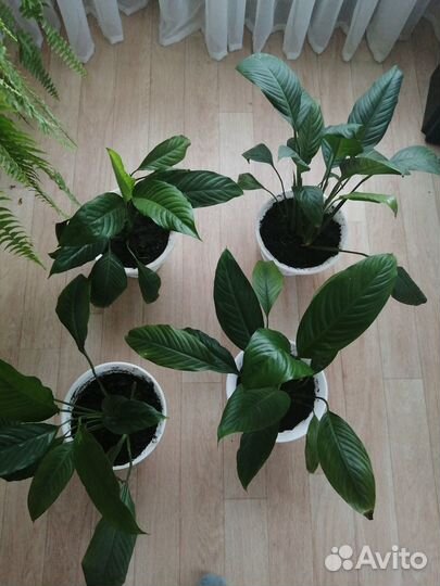 Спацифилум