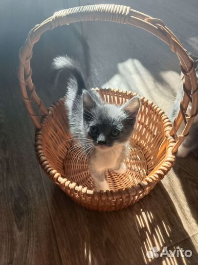 Подарю котёнка