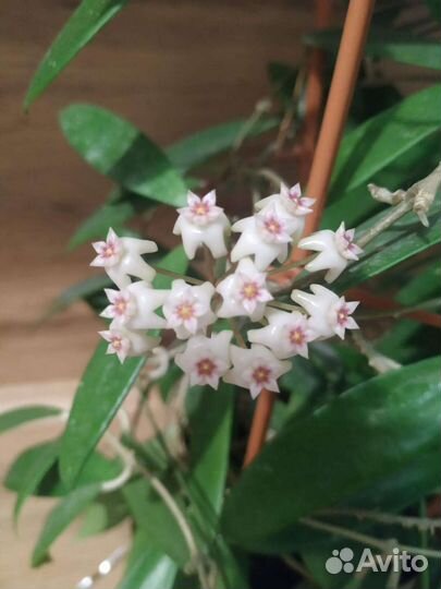 Хойа публикалис Ред драгон