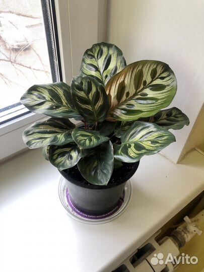 Калотея Макояна