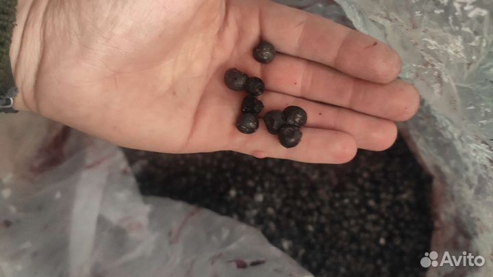 Черника свежемороженная