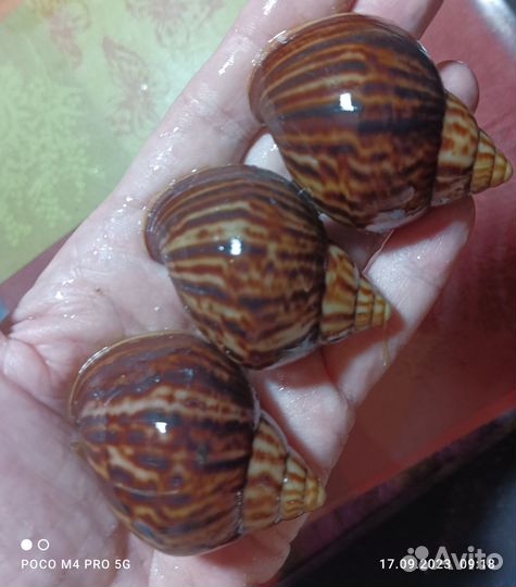 Улитки ахатина иммакулята