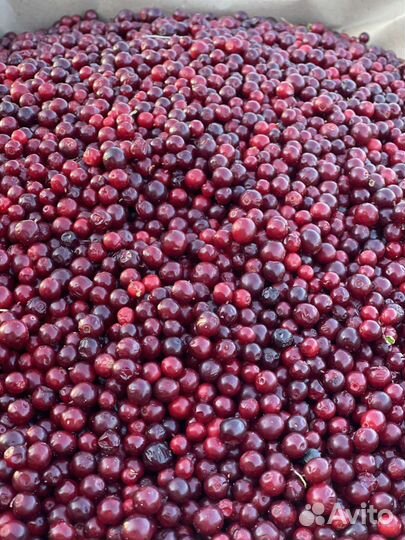 Брусника свежая опт