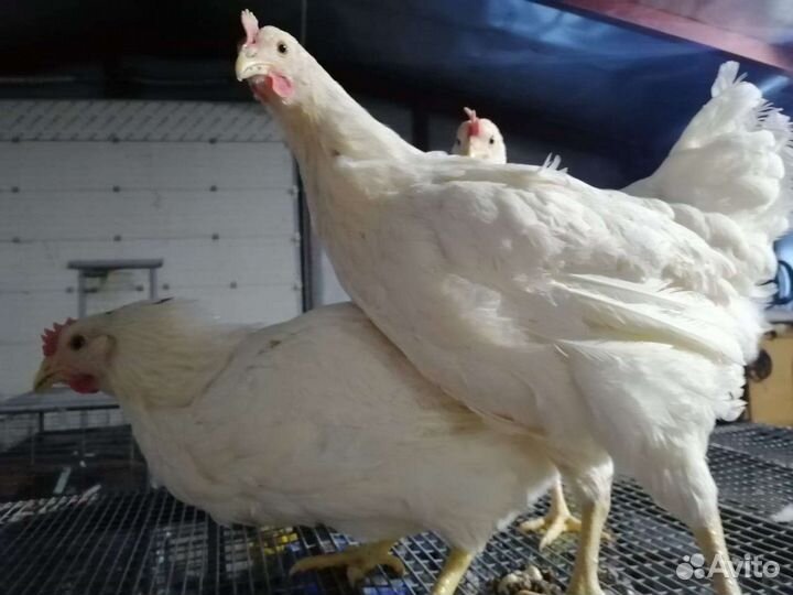 Куры молодки