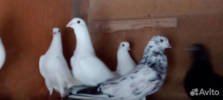 Голуби