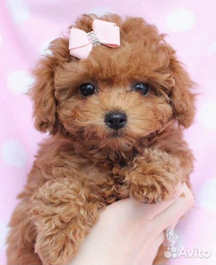 Мальтипулички