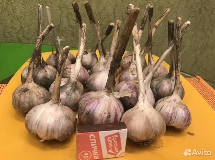 Чеснок озимый домашний, кабачки