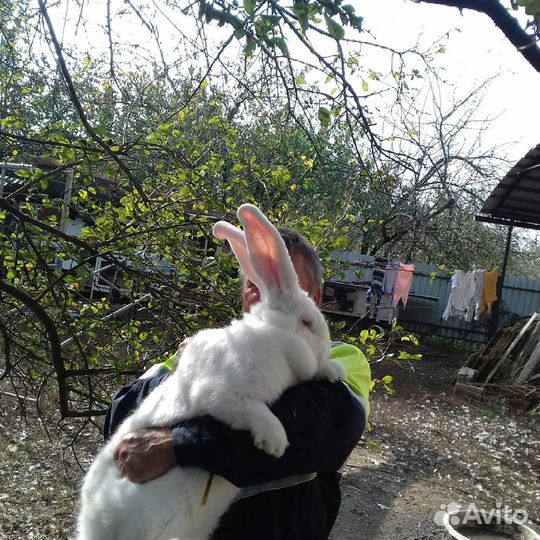 Продаются кролики