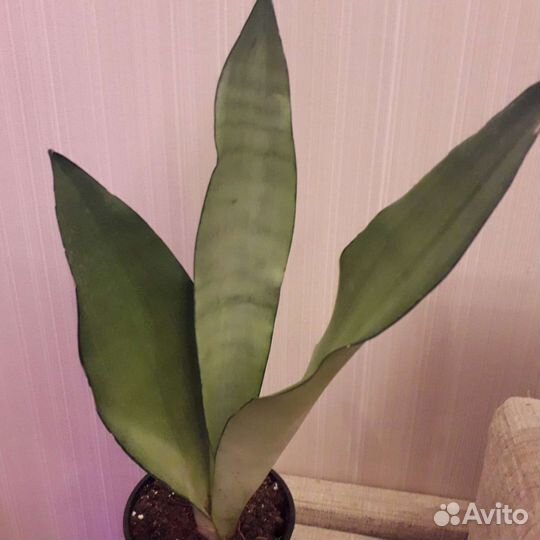Сансевиерия муншайн и др