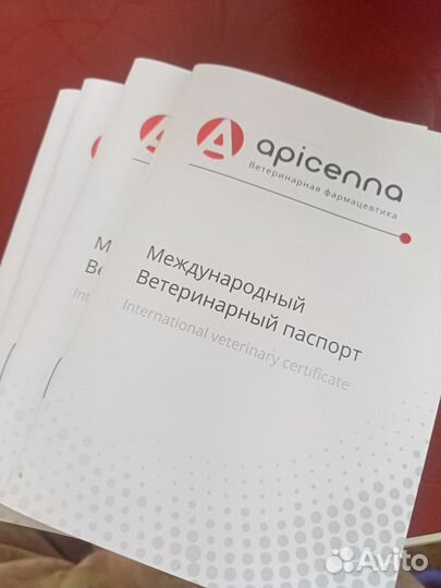 Йоркширский терьер