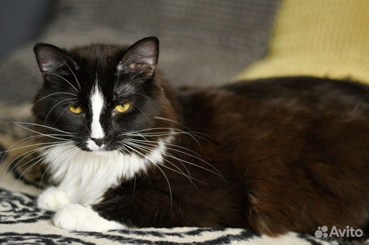 Кошка Буся в добрые руки