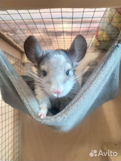 Шиншилла белый Вильсон мозаика