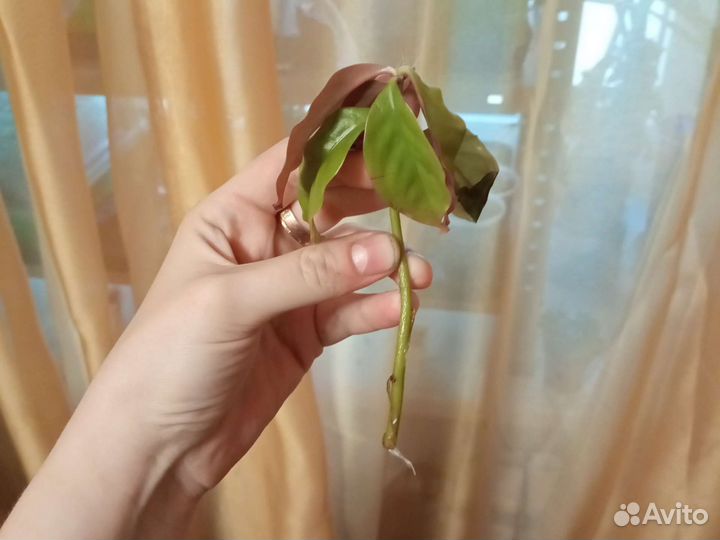 Переския шиповатая (кактус)