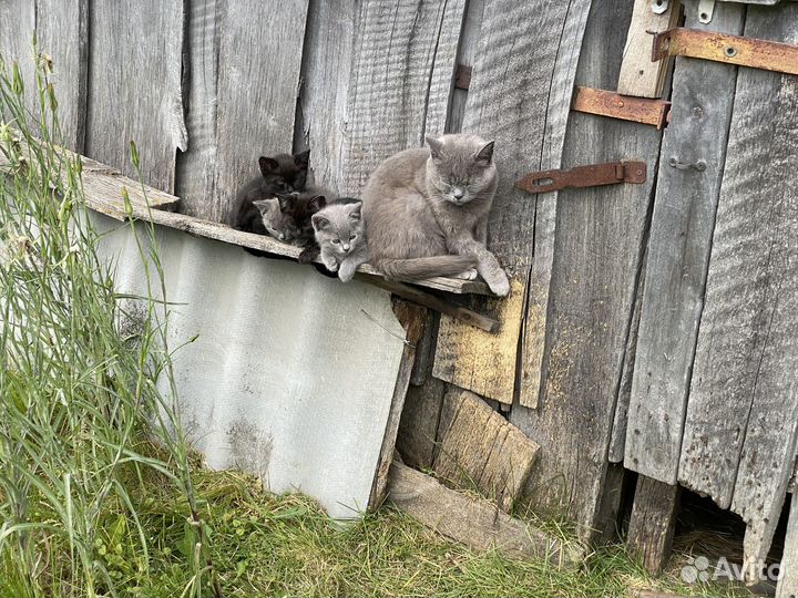 Котята в добрые руки