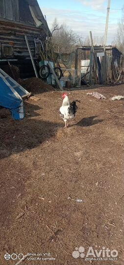 Молодые петухи