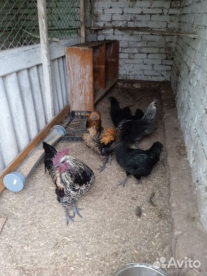 Инкубационное яйцо породных кур