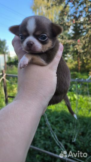 Чихуахуа мальчики
