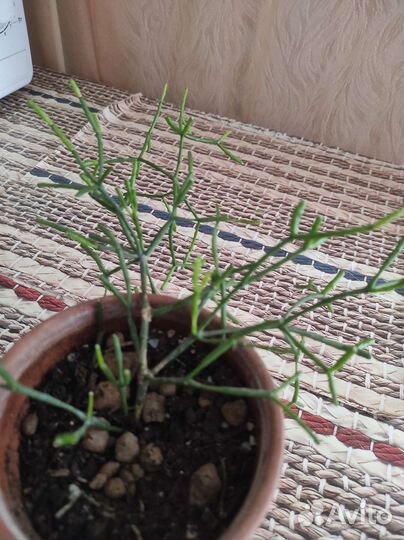 Комнатные растения,Сингониум,Сциндапсус