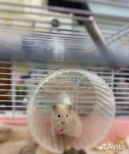 Сирийские хомячки