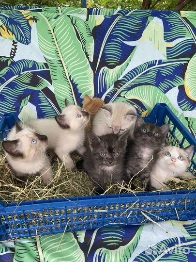 Котята ищут дом