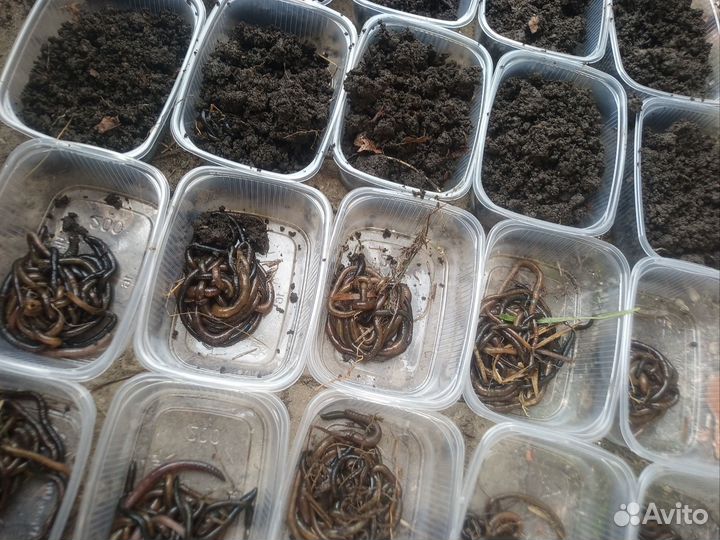 Черви зеленые