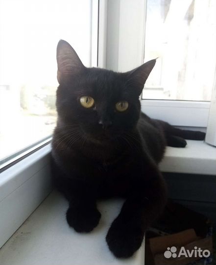 Котики в добрые руки