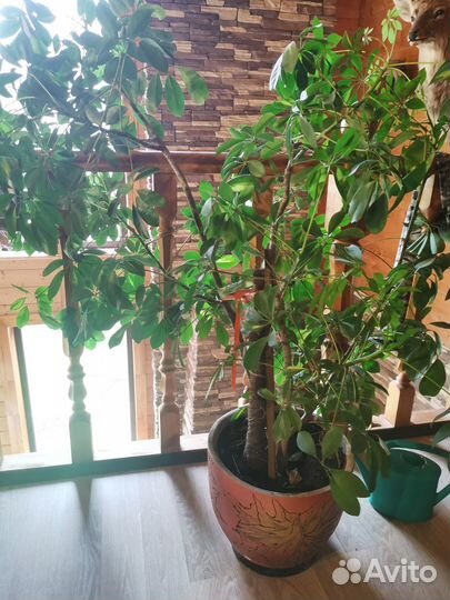 Дерево Шеффлера