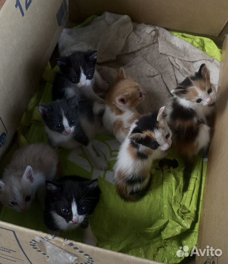 Котята в добрые руки
