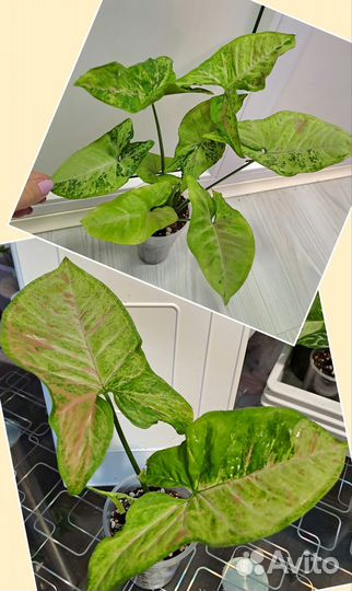 Сингониумы,эпипремнумы