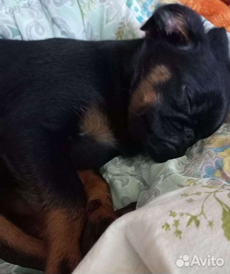 Пти брабансон