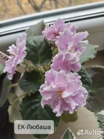 Фиалки цветущие в горшке