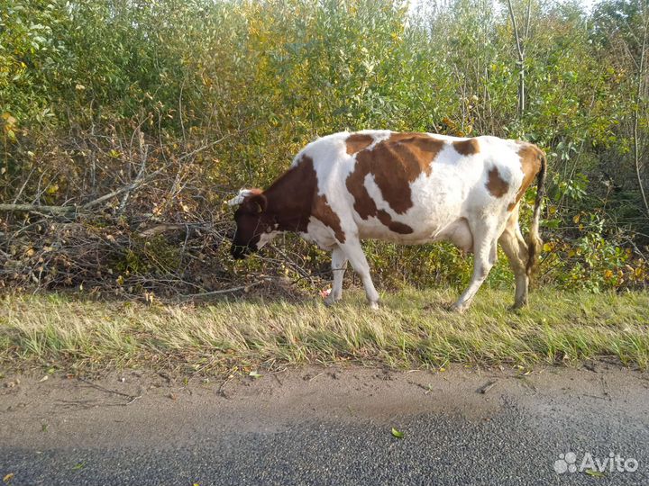 Коровы и телки