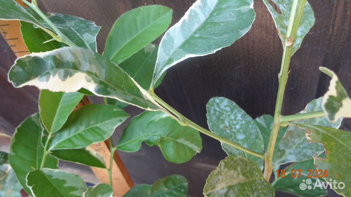 Редкий Сорт Лимона Эврика Вариегатный - 2летка