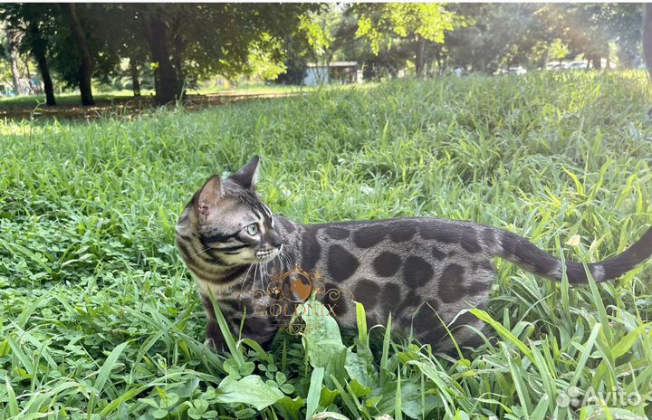 Вязка с бенгальским котом