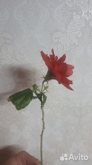 Гибискус махровый