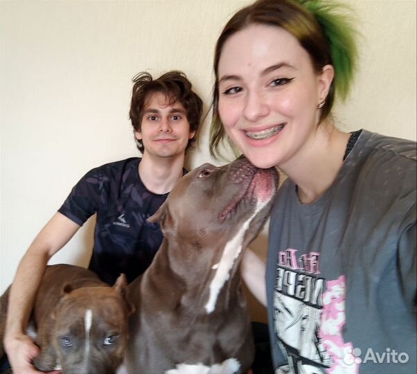 Передержка собак в домашних условиях СПб