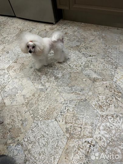 Килограмм счастья