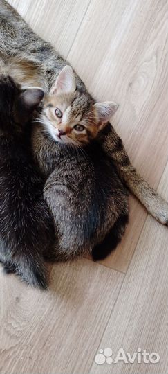 Кошки в добрые руки бесплатно