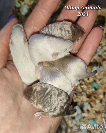 Мышки декоративные сатиновые. Мышь