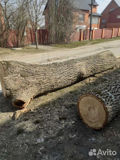 Дуб бревно