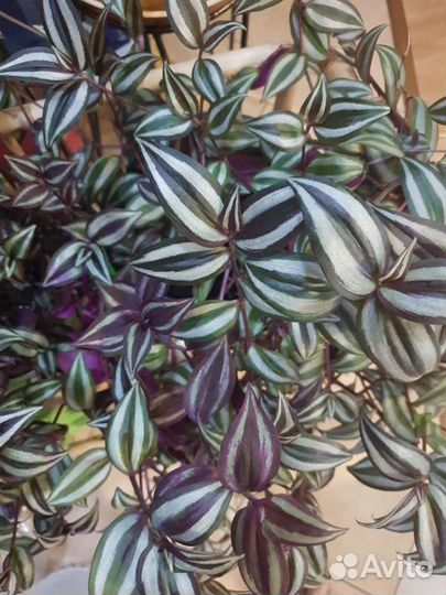 Традесканции ампельные