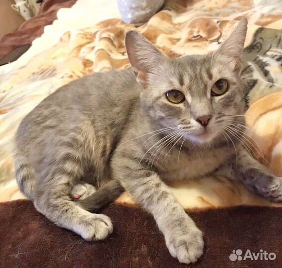 Кошечка в дар